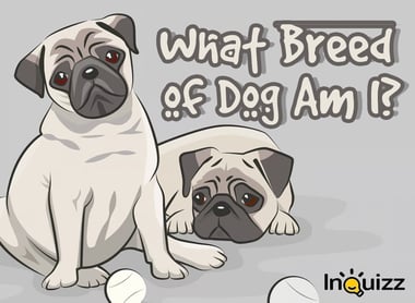 breed
